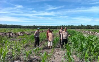 Polsek Kepenuhan Pastikan Pertumbuhan Jagung Hibrida Optimal, Perkuat Stabilitas Pangan Menuju Ketahanan Pangan Nasional