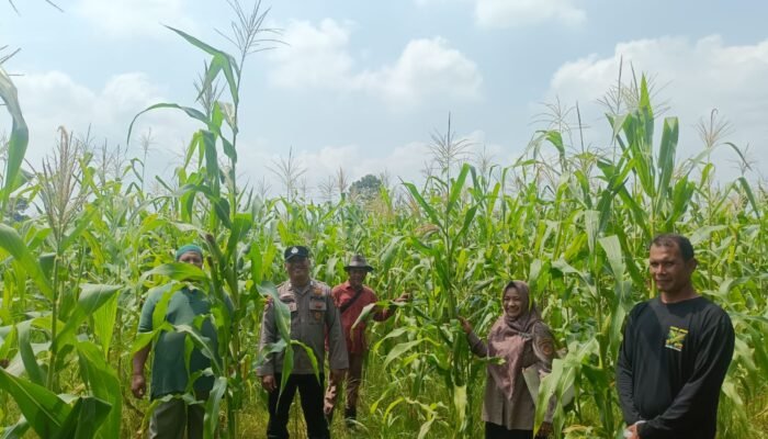 Polsek Rambah Hilir Kawal Pertumbuhan Jagung di Desa Rambah Demi Swasembada Pangan Nasional