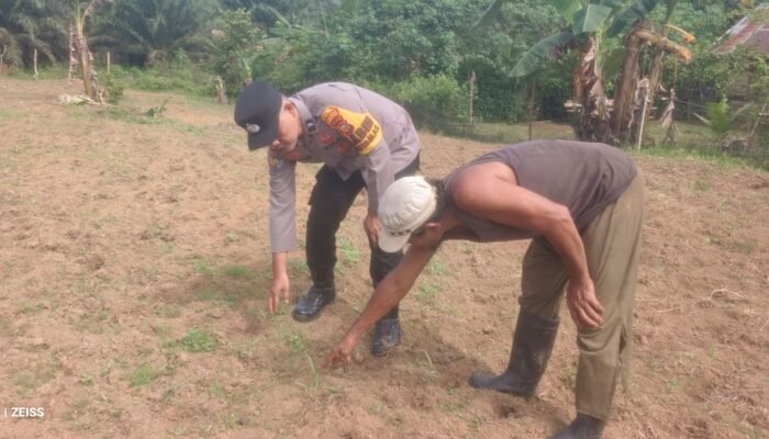 Polsek Rokan IV Koto Tingkatkan Pemantauan Jagung Desa Sikebau Jaya sebagai Dukungan terhadap Ketahanan Pangan Nasional 