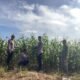 Polres Rokan Hulu Cek Tanaman Jagung 77 Hari, Perkuat Dukungan Ketahanan Pangan Nasional