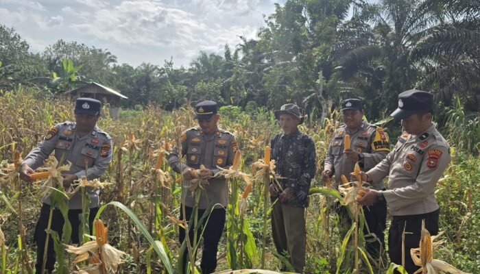 Polsek Bonai Darussalam Dampingi Panen Jagung di Kasang Mungkal, Dukung Swasembada Pangan Nasional