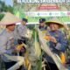 Dukung Program Pangan Nasional, Polsek Kawasan Pelabuhan dan Mitra Panen 2 Ton Jagung di Dumai