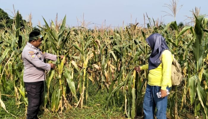 Polsek Rambah Cek Pertumbuhan Jagung Pipil, Dukung Program Ketahanan Pangan di Lahan 6 Hektare