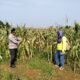 Polsek Rambah Cek Pertumbuhan Jagung Pipil, Dukung Program Ketahanan Pangan di Lahan 6 Hektare