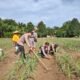 Polsek Kunto Darussalam Sisir Lahan Jagung, Langkah Nyata Menjaga Ketahanan Pangan