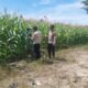 Polsek Tambusai Utara Dorong Produksi Jagung Pipil sebagai Komoditas Penguat Ketahanan Pangan