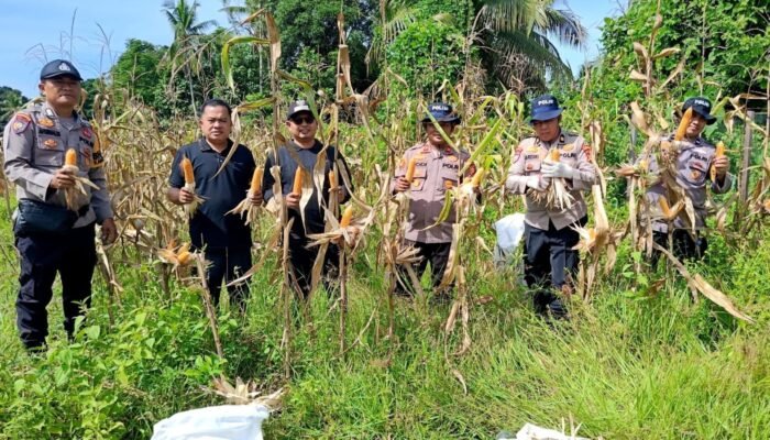 Panen 500 Kg Jagung di Koto Ruang, Polsek Rokan IV Koto Perkuat Ketahanan Pangan Nasional