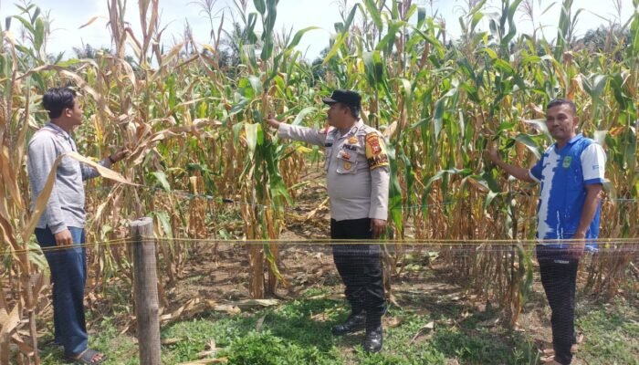 Jelang Panen ,Polsek Rokan IV Koto Antisipasi Hama Dukung Swasembada Pangan Nasional