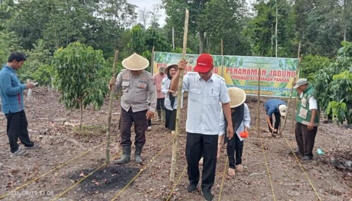 Polsek Rokan IV Koto Tanam Jagung Kuartal III, Perkuat Produksi Pangan Nasional