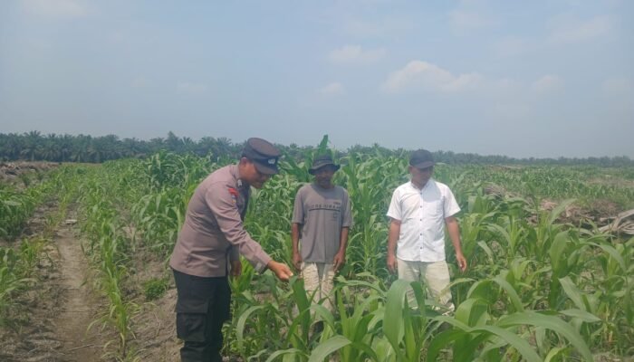Dukung Swasembada Pangan, Polsek Kepenuhan Pantau Pertumbuhan Jagung Hibrida di Lahan PT BSM