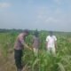 Dukung Swasembada Pangan, Polsek Kepenuhan Pantau Pertumbuhan Jagung Hibrida di Lahan PT BSM