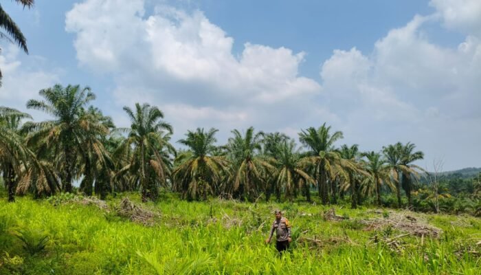 Polsek Rokan IV Koto Pantau Jagung, Dorong Potensi Desa untuk Swasembada Pangan