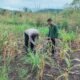 Polsek Rokan IV Koto Dorong Lahan Jagung Tetap Produktif, Perkuat Ketahanan Pangan Nasional