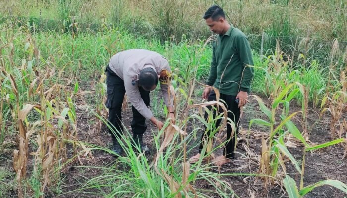 Polsek Rokan IV Koto Dorong Lahan Jagung Tetap Produktif, Perkuat Ketahanan Pangan Nasional