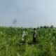 Polsek Rambah Hilir Kawal Ketahanan Pangan Jagung Hibrida Tumbuh Pesat 