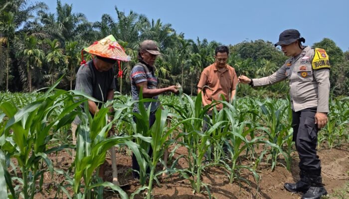 Jagung Hibrida Tumbuh Pesat, Polsek Kunto Darussalam Perkuat Ketahanan Pangan di Kembang Damai