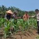 Jagung Hibrida Tumbuh Pesat, Polsek Kunto Darussalam Perkuat Ketahanan Pangan di Kembang Damai