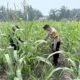 Jagung Hibrida Tumbuh Subur, Polsek Kepenuhan Dukung Program Ketahanan Pangan
