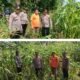 Menjaga Asa Panen, Polsek Tandun Kawal Jagung Ketahanan Pangan