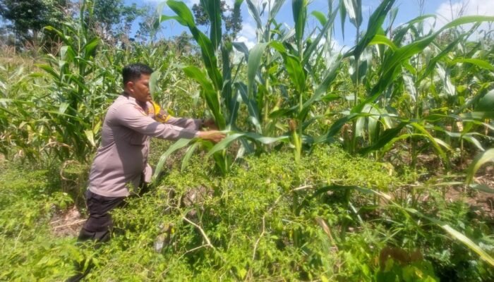 Potensi Jagung Cipang Berkembang, Polsek Rokan IV Koto Perkuat Swasembada Pangan
