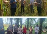 Panen Jagung di Desa Rambah, Polsek Rambah Hilir Kawal Petani Perkuat Ketahanan Pangan