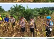 Panen Jagung Puo Raya Capai 250 Kg, Polsek Tandun Dukung Ketahanan Pangan