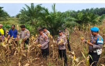 Panen Jagung Puo Raya Capai 250 Kg, Polsek Tandun Dukung Ketahanan Pangan