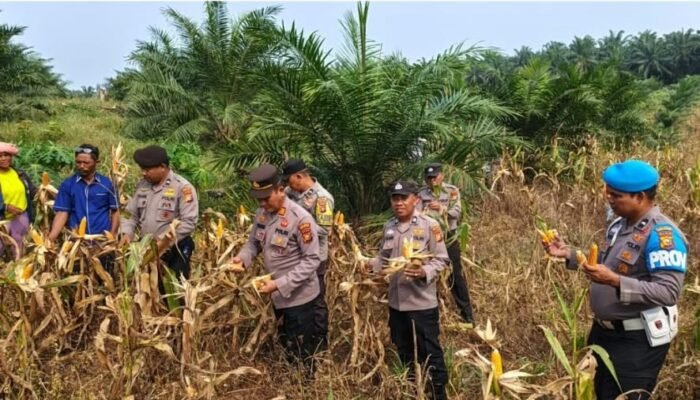 Panen Jagung Puo Raya Capai 250 Kg, Polsek Tandun Dukung Ketahanan Pangan