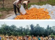 Polsek Rokan IV Koto Dampingi Panen 700 Kg Jagung di Lubuk Bendahara, Dukung Swasembada Pangan