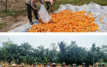 Polsek Rokan IV Koto Dampingi Panen 700 Kg Jagung di Lubuk Bendahara, Dukung Swasembada Pangan