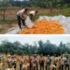 Polsek Rokan IV Koto Dampingi Panen 700 Kg Jagung di Lubuk Bendahara, Dukung Swasembada Pangan