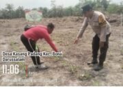 Petani Jagung Kasang Padang Didorong Produktif, Polsek Bonai Darussalam Perkuat Swasembada Pangan Nasional