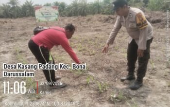 Petani Jagung Kasang Padang Didorong Produktif, Polsek Bonai Darussalam Perkuat Swasembada Pangan Nasional