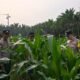 Polsek Kunto Darussalam Rawat Jagung di Tengah Minim Curah Hujan, Dorong Swasembada Pangan di Kembang Damai
