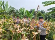 Panen Jagung Kwartal II di Tandun Barat Langkah Menuju Swasembada Pangan Diperkuat