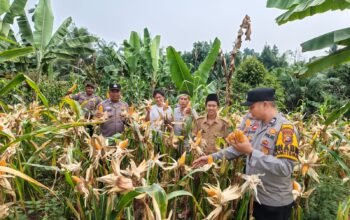 Panen Jagung Kwartal II di Tandun Barat Langkah Menuju Swasembada Pangan Diperkuat