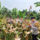 Panen Jagung Kwartal II di Tandun Barat Langkah Menuju Swasembada Pangan Diperkuat