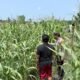 Polsek Kepenuhan Pantau Pertumbuhan Jagung di Kepenuhan Baru, Dukung Swasembada Pangan
