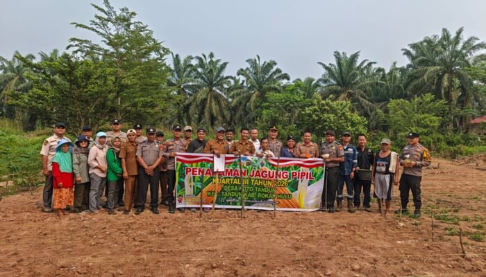 Polsek Tandun Giatkan Penanaman Jagung Kuartal III, Perkuat Ketahanan Pangan