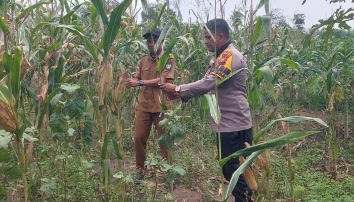 Jagung Cipang Kiri Hilir Masuki Fase Akhir, Polsek Rokan IV Koto Jaga Konsistensi Program Ketahanan Pangan