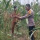 Jagung Cipang Kiri Hilir Masuki Fase Akhir, Polsek Rokan IV Koto Jaga Konsistensi Program Ketahanan Pangan