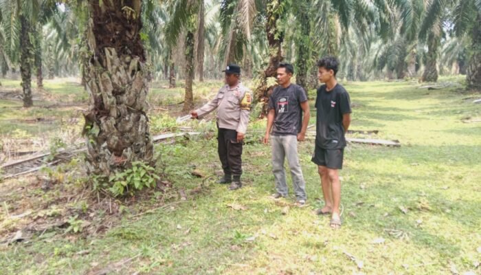 Polsek Rambah Hilir Tangkap Pelaku Pencurian Sapi di Dusun Kerta Mukti, Amankan 4 Ekor Ternak
