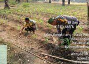 Polsek Kabun Dorong Konsistensi Budidaya Jagung, Perkuat Ketahanan Pangan dari Lahan Warga