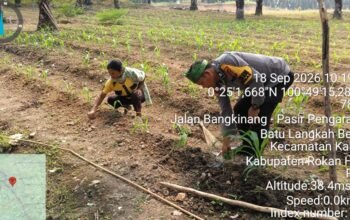 Polsek Kabun Dorong Konsistensi Budidaya Jagung, Perkuat Ketahanan Pangan dari Lahan Warga