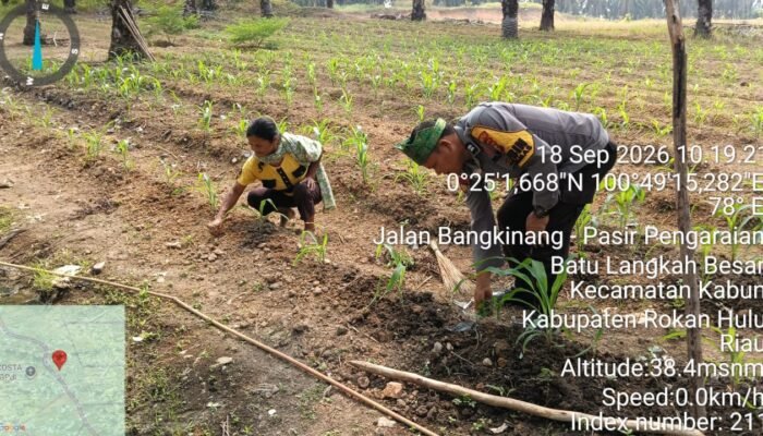 Polsek Kabun Dorong Konsistensi Budidaya Jagung, Perkuat Ketahanan Pangan dari Lahan Warga