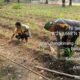 Polsek Kabun Dorong Konsistensi Budidaya Jagung, Perkuat Ketahanan Pangan dari Lahan Warga