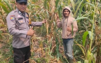 Polsek Kepenuhan Kawal Pertumbuhan Jagung, Perkuat Ketahanan Pangan Nasional