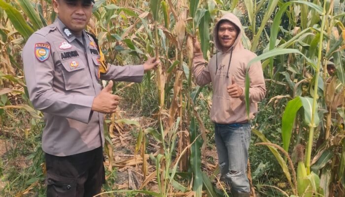 Polsek Kepenuhan Kawal Pertumbuhan Jagung, Perkuat Ketahanan Pangan Nasional