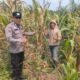 Polsek Kepenuhan Kawal Pertumbuhan Jagung, Perkuat Ketahanan Pangan Nasional