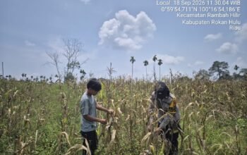 Polsek Tambusai Kawal Keberlanjutan Ketahanan Pangan dari Lahan Petani Desa Batas